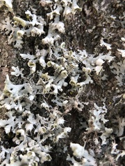 Physcia adscendens