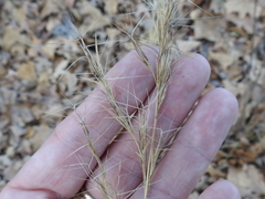 Aristida lanosa