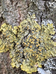 Xanthoria parietina