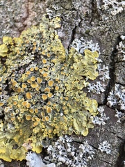 Xanthoria parietina