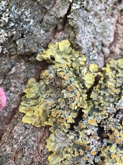 Xanthoria parietina