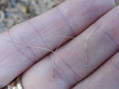 Aristida lanosa