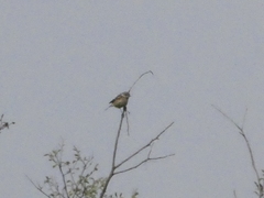 Saxicola rubicola