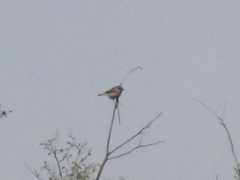 Saxicola rubicola