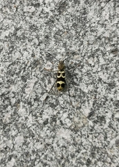 Perissus indistinctus