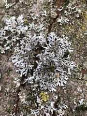 Phaeophyscia orbicularis