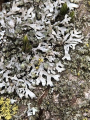 Phaeophyscia orbicularis