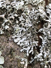 Phaeophyscia orbicularis