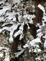Phaeophyscia orbicularis