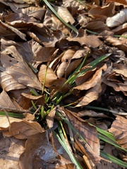 Carex digitata