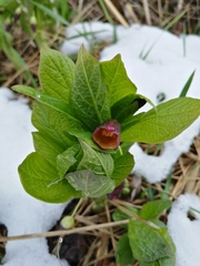 Scopolia carniolica