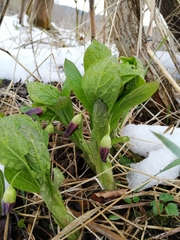 Scopolia carniolica
