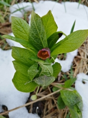 Scopolia carniolica