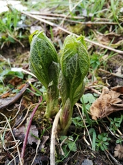 Scopolia carniolica