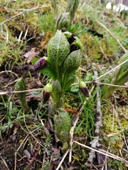 Scopolia carniolica