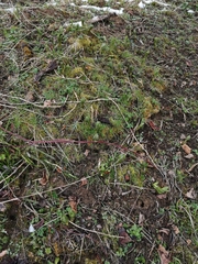 Scopolia carniolica