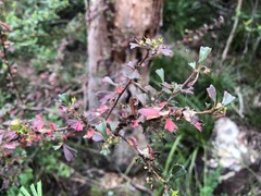 Dodonaea triangularis