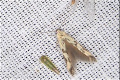 Stathmopoda melanochra