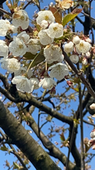 Prunus avium
