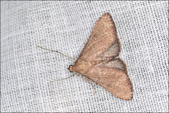 Endotricha approximalis