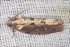 Oxysemaphora notialis