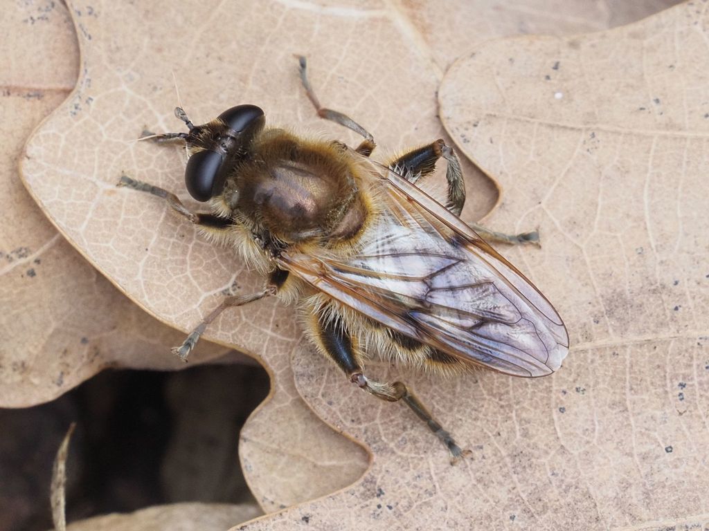 Brachypalpus valgus