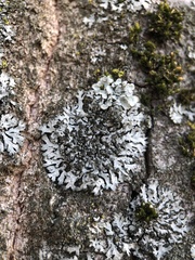 Phaeophyscia orbicularis