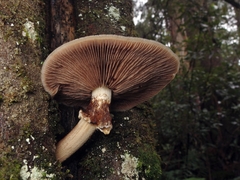 Cyclocybe parasitica