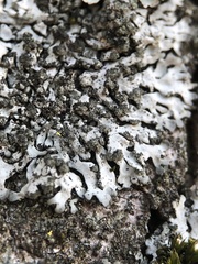 Phaeophyscia orbicularis