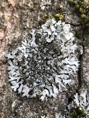 Phaeophyscia orbicularis