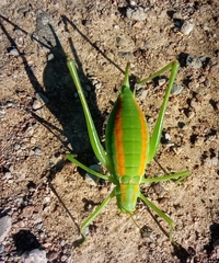 Odontura glabricauda