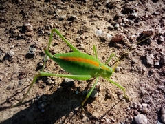 Odontura glabricauda