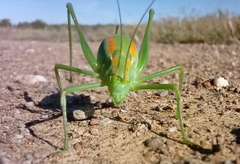 Odontura glabricauda