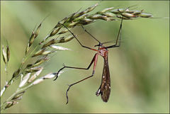 Harpobittacus nigriceps