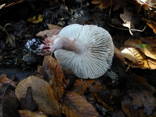 Tricholoma basirubens image