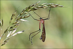 Harpobittacus nigriceps