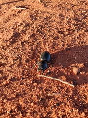 Scaraphites laticollis