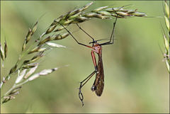 Harpobittacus nigriceps