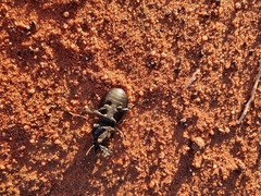 Scaraphites laticollis