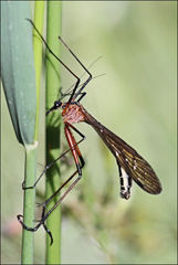 Harpobittacus nigriceps