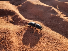 Scaraphites laticollis