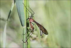 Harpobittacus nigriceps