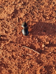 Scaraphites laticollis