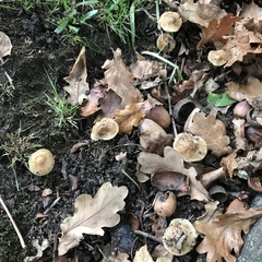 Inocybe sindonia