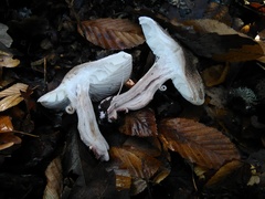 Tricholoma basirubens image