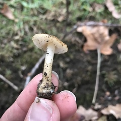 Inocybe sindonia