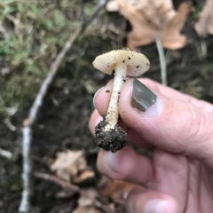 Inocybe sindonia