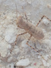 Eremiaphila brunneri