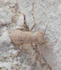 Eremiaphila brunneri