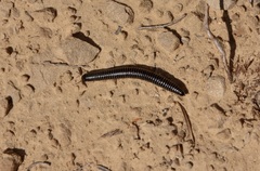 Ommatoiulus sabulosus aimatopodus